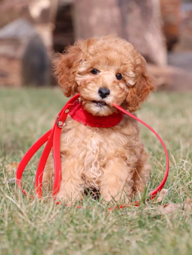Cute puppy with leash